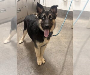 Gerberian Shepsky Dogs for adoption in Forestville, MD, USA