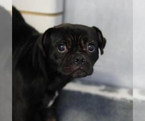 Pug-Unknown Mix Dogs for adoption in San Antonio, TX, USA
