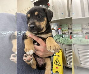American Pit Bull Terrier Dogs for adoption in Waco, TX, USA