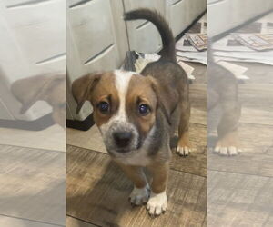 Mutt Dogs for adoption in Royal Palm Beach, FL, USA