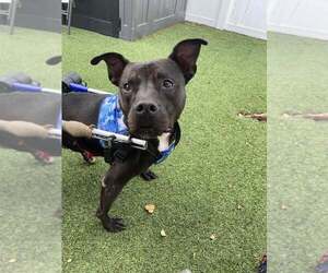 Mutt Dogs for adoption in Pompano Beach , FL, USA