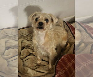 Maltese-Unknown Mix Dogs for adoption in Iroquois, IL, USA