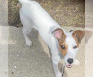 Jack Russell Terrier Dogs for adoption in Mooresville, IN, USA