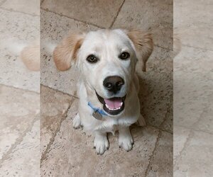 Retriever -Unknown Mix Dogs for adoption in Flower Mound, TX, USA