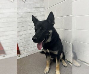 Akita-German Shepherd Dog Mix Dogs for adoption in San Bernardino, CA, USA