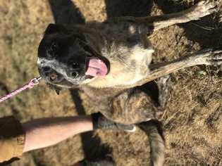 Mutt Dogs for adoption in Custer, WA, USA