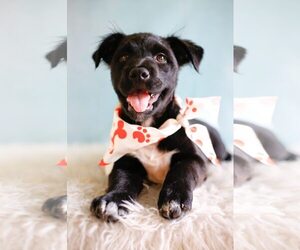 Mutt Dogs for adoption in Greenville, SC, USA