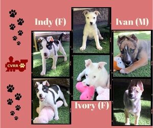 Mutt Dogs for adoption in Lindsay, CA, USA