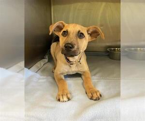 Labrador Retriever-Unknown Mix Dogs for adoption in Rosenberg, TX, USA