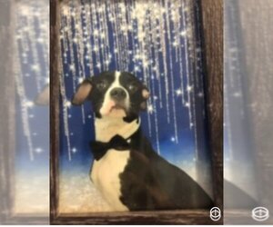 Boston Terrier-Boxer Mix Dogs for adoption in Katy, TX, USA