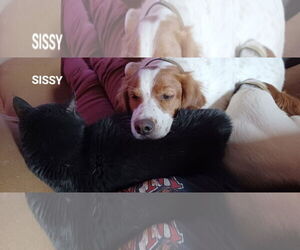 - Mix Dogs for adoption in Curwensville, PA, USA