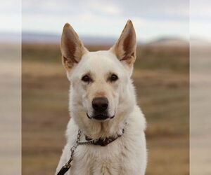 German Shepherd Dog Dogs for adoption in Laramie, WY, USA