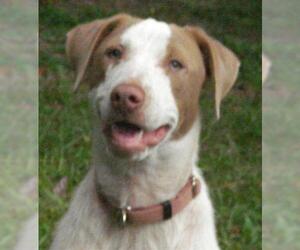 Sheprador Dogs for adoption in Germanton, TN, USA