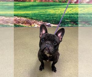 French Bulldog-Unknown Mix Dogs for adoption in Moreno Valley, CA, USA