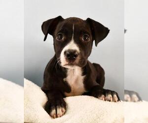 Boxador Dogs for adoption in Sheridan, CO, USA