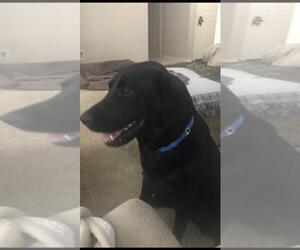 Labrador Retriever Dogs for adoption in Fort Worth, TX, USA