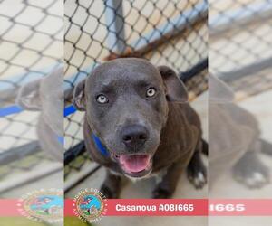 Staffordshire Bull Terrier-Unknown Mix Dogs for adoption in Mobile, AL, USA