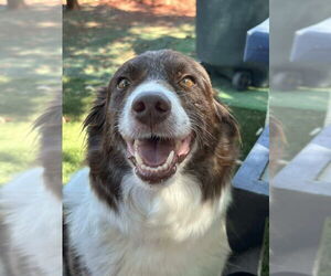 Border Collie Dogs for adoption in DISCOVERY BAY, CA, USA