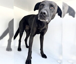 Labrador Retriever Dogs for adoption in Houston, TX, USA