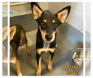 Mutt Dogs for adoption in San Antonio, TX, USA