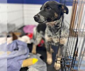Mutt Dogs for adoption in Madison, WI, USA