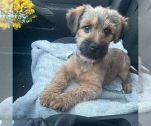 Mutt Dogs for adoption in Vail, AZ, USA