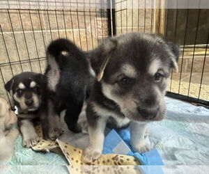 Siberian Husky Dogs for adoption in Holly Springs, NC, USA