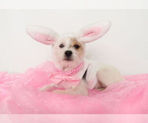 Chihuahua-Unknown Mix Dogs for adoption in phoenix, AZ, USA