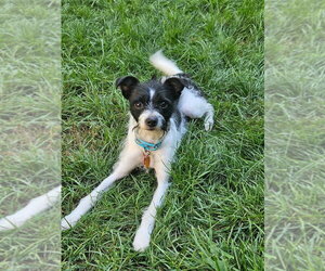 Mutt Dogs for adoption in Andover, MN, USA