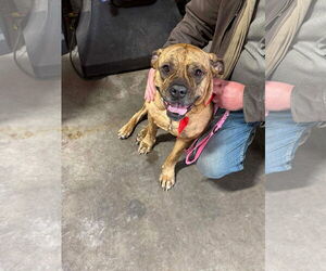 Bulldog-Unknown Mix Dogs for adoption in Duluth, MN, USA