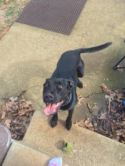 American Pit Bull Terrier-Labrador Retriever Mix Dogs for adoption in Christiana, TN, USA
