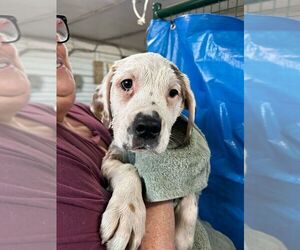 American Pit Bull Terrier-Unknown Mix Dogs for adoption in Calgary, Alberta, Canada
