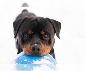 Rottweiler Dogs for adoption in Paris, ME, USA