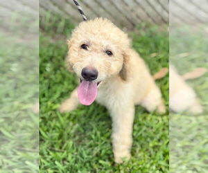 Goldendoodle Dogs for adoption in Pacolet, SC, USA
