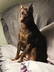 Miniature Pinscher Dogs for adoption in Towson, MD, USA