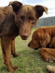 Small Labrador Retriever