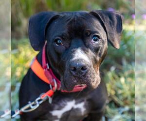 Bullboxer Pit Dogs for adoption in Beverly Hills, CA, USA