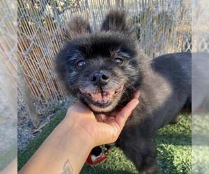 Pomeranian Dogs for adoption in San Pablo, CA, USA