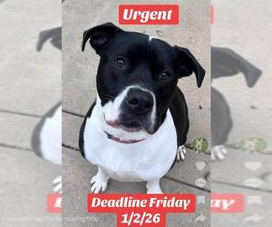 Mutt Dogs for adoption in Sacramento, CA, USA