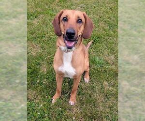 Redbone Coonhound Dogs for adoption in Akron, OH, USA