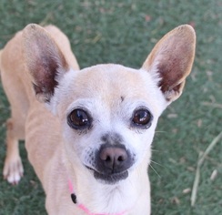 Chihuahua Dogs for adoption in Las Vegas, NV, USA