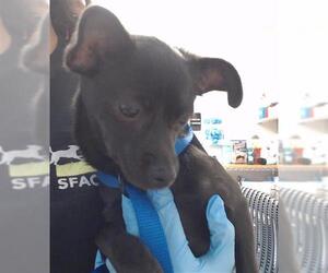 Chihuahua Dogs for adoption in San Francisco, CA, USA
