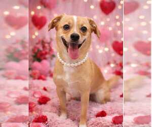 Chiweenie Dogs for adoption in pomfret, CT, USA