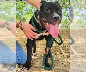 American Pit Bull Terrier Dogs for adoption in Sacramento, CA, USA