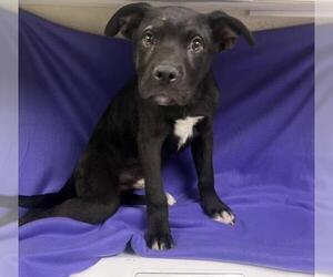 Mutt Dogs for adoption in HESPERIA, CA, USA