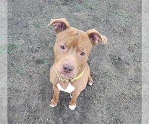 American Pit Bull Terrier-Unknown Mix Dogs for adoption in Sacramento, CA, USA