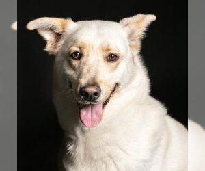 German Shepherd Dog-Unknown Mix Dogs for adoption in Camarillo, CA, USA