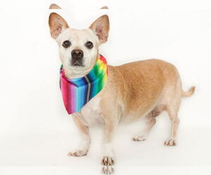 Chihuahua-Unknown Mix Dogs for adoption in phoenix, AZ, USA