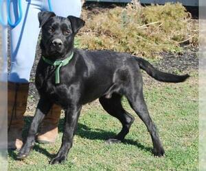 Mutt Dogs for adoption in Chesapeake City, MD, USA