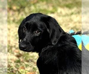 Labrador Retriever-Unknown Mix Dogs for adoption in Yardley, PA, USA